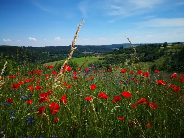 Blühende Blumenwiese in der Berglener Landschaft